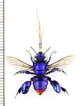 ミドリシタバチの一種　Euglossa mixta　♀　ペルー