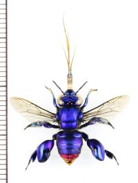 ミドリシタバチの一種　Euglossa mixta　♀　ペルー