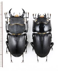 キュウシュウヒメオオクワガタ　ペア　♂36.2mm♀33mm　熊本県