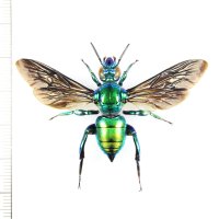 ミドリシタバチの一種　Euglossa sp.　♀　ペルー