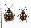 テントウムシダマシの一種　Eumorphus marginatus　インドネシア（ジャワ島）