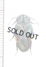 ルリゴキブリの一種　Eucorydia species　ベトナム中部