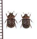 マダラクワガタ　ペア　福島県