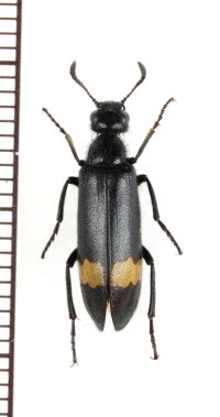 ツチハンミョウの一種　Hycleus biguttatus　タジキスタン