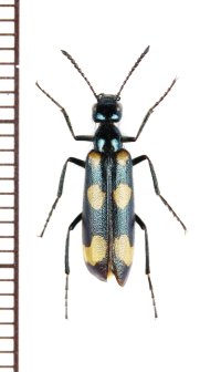 ツチハンミョウの一種　Mylabris frolovi frolovi　ロシア