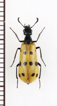 ツチハンミョウの一種　Mylabris crocata　モンゴル