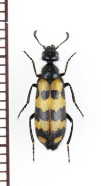 ツチハンミョウの一種　Hycleus atratus metatarsalis　ロシア