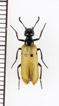 ツチハンミョウの一種　Mylabris crocata　カザフスタン