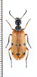 ツチハンミョウの一種　Mylabris sedecimpunctata　カザフスタン