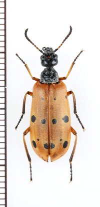 ツチハンミョウの一種　Mylabris sedecimpunctata　カザフスタン