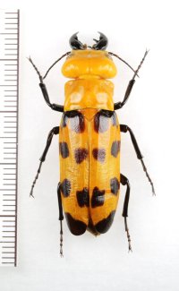 ツチハンミョウの一種　Cissites maculata　♂　フランス領ギアナ