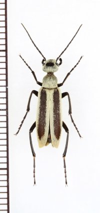 ツチハンミョウの一種　Epicauta griseonigra　アルゼンチン