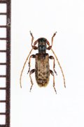 ハチジョウチビコブカミキリ　♂　八丈島