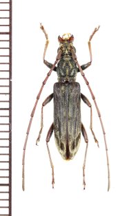カミキリムシの一種 　Dymasius sp.　♂　 ベトナム北中部
