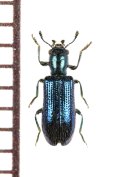 ルリホソカッコウムシ　奈良県