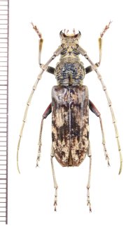 カミキリムシの一種　Cerambycinae species　ベトナム北中部