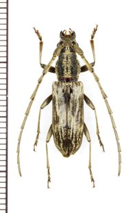 カミキリムシの一種　Cerambycinae species　♂　ベトナム北中部