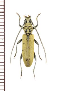 カミキリムシの一種　Margites sp.　♀　ベトナム北中部