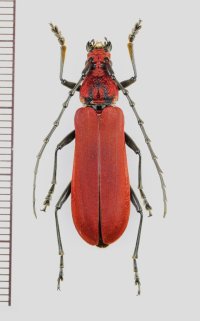 カミキリムシの一種 　Mimosebasmia purpurea　♀　 ベトナム北中部