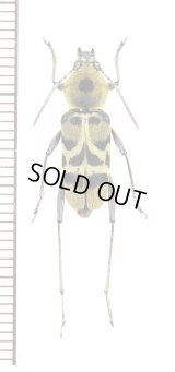 トラカミキリの一種　Clytini species　ベトナム南部