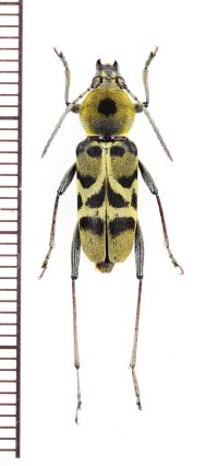 トラカミキリの一種　Clytini species　ベトナム南部