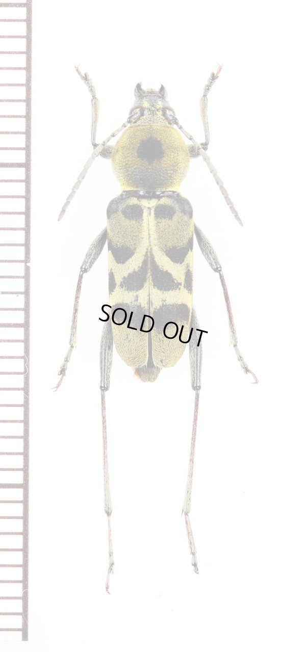 画像1: トラカミキリの一種　Clytini species　ベトナム南部