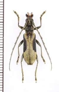 カミキリムシの一種　Xoanodera regularis　♂　ベトナム北中部