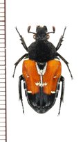 エグリハナムグリの一種　Taeniodera nigrithorax　♀　インドネシア（ボルネオ島）