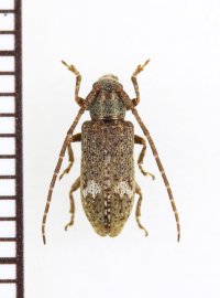 ツシマサビカミキリ　♀　対馬