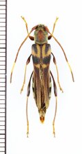 トラフホソバネカミキリ　名義タイプ亜種　♀　屋久島