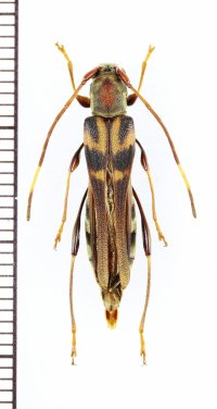 トラフホソバネカミキリ　名義タイプ亜種　♀　屋久島