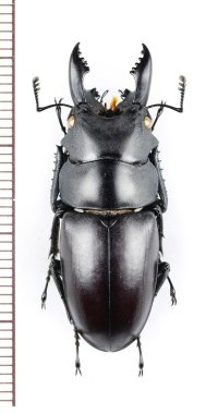 ノコギリクワガタの一種　Prosopocoilus oweni ovatus　♂34.9mm　ベトナム北東部