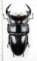 オオクワガタの一種　Dorcus antaeus miyashitai　♂76.1mm　ベトナム北東部