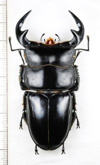 オオクワガタの一種　Dorcus antaeus miyashitai　♂76.1mm　ベトナム北東部