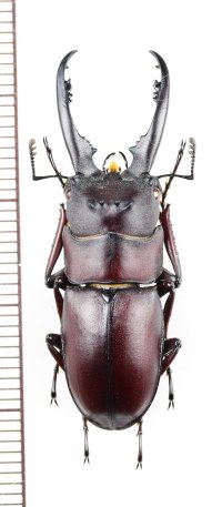 ノコギリクワガタの一種　Prosopocoilus maclellandi miyashitai　♂36mm　ベトナム北東部