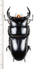 オオクワガタの一種　Dorcus yaksha yaksha　♂54.2mm　ベトナム北東部