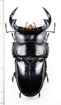 オオクワガタの一種　Dorcus antaeus miyashitai　♂77.8mm　ベトナム北東部