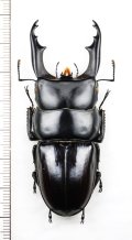ヒラタクワガタの一種　Dorcus daedalion　♂67.4mm　ベトナム北東部