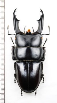 ヒラタクワガタの一種　Dorcus daedalion　♂67.4mm　ベトナム北東部