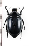 コガネムシの一種　Macraspis morio　♂　メキシコ