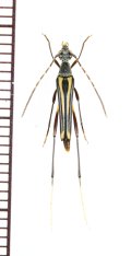 ハナカミキリの一種　Lepturinae species　マレーシア（ボルネオ島）