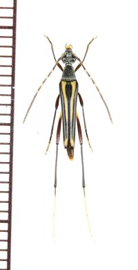 ハナカミキリの一種　Lepturinae species　マレーシア（ボルネオ島）