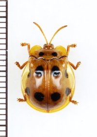 テントウムシ擬態のハムシの一種　Basiprionota sarawacensis　 マレーシア（ボルネオ島）