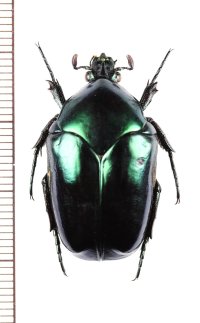コツノヒシムネハナムグリの一種　Cotinis subviolacea　♂　メキシコ