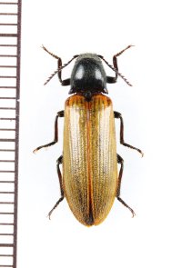 コメツキムシの一種　Elaterid species　マレーシア（ボルネオ島）