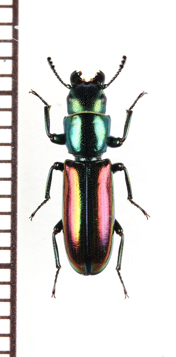 画像1: コクヌストの一種　Temnoscheila sp.　 ブラジル