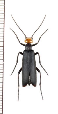 ツチハンミョウの一種　Meloidae species　マレーシア