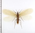 ムカシシリアゲムシの一種　Notiothauma reedi　♂ 　チリ