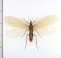 ムカシシリアゲムシの一種　Notiothauma reedi　♂ 　チリ