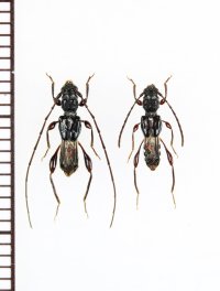 リュウキュウタケウチヒゲナガコバネカミキリ　ペア 　伊平屋島
